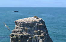Auckland and Beyond Tours4
