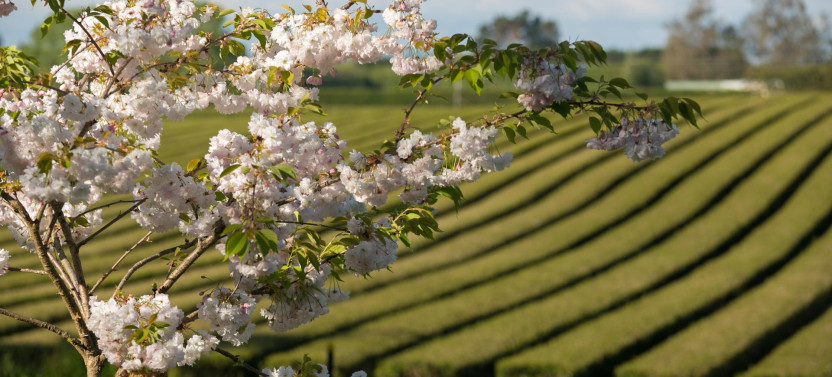 Waitomo Glow Worm Caves, Zealong Tea & Kiwi House Private Tour