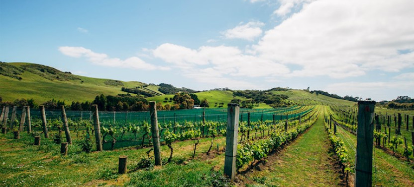 Waiheke Island Luxury Experience Private Tour