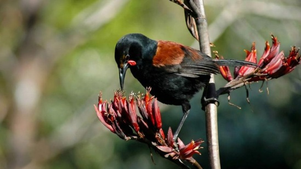 Motuihe Island Wildlife Experience Private Tour