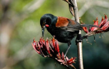 Auckland and Beyond Tours1