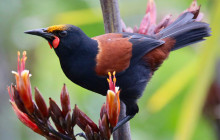 Auckland and Beyond Tours5