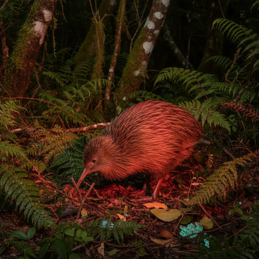 Kiwi Wilderness Experience