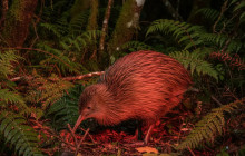 Auckland and Beyond Tours4