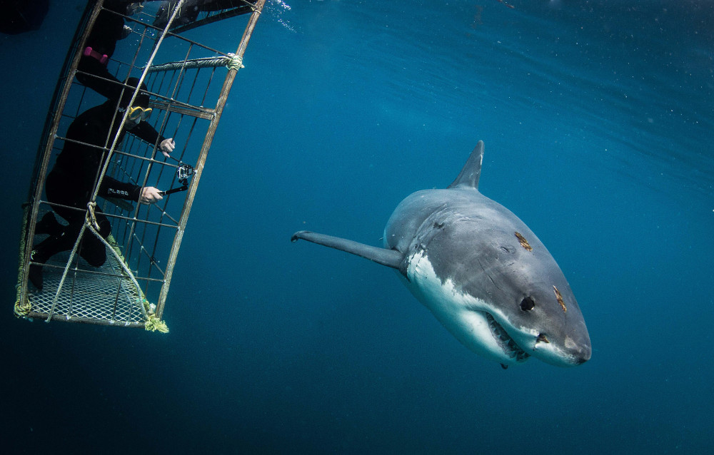 Shark Cage Diving & Marine Wildlife Adventure in False Bay Cape Town