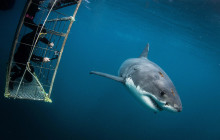 Shark Explorers1