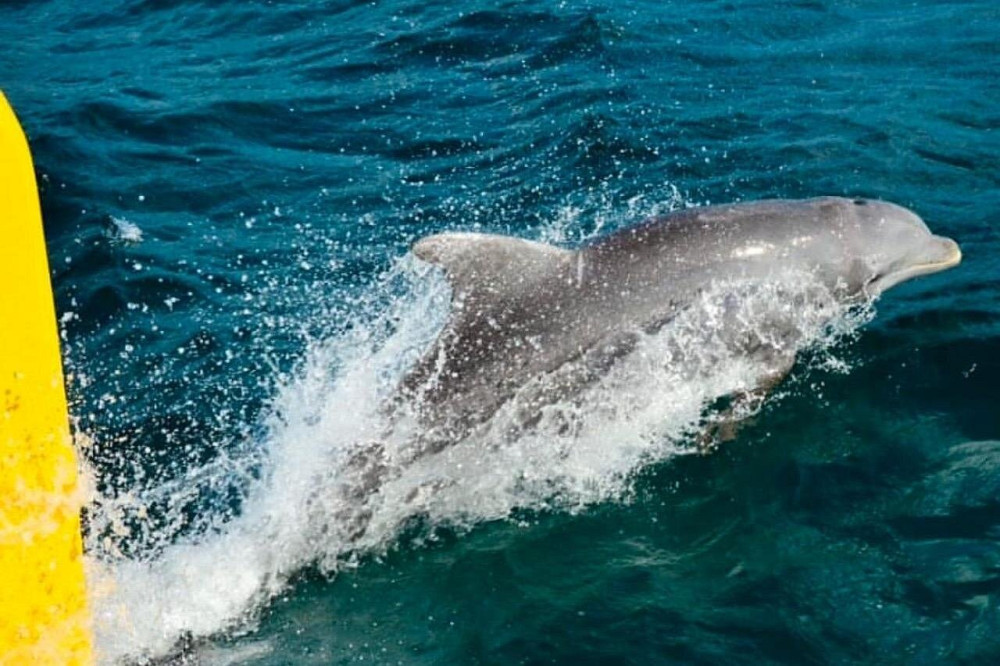 Early Bird Catamaran Cruise for Palladium Guests