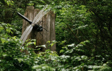 Capilano Suspension Bridge Park Ltd.4