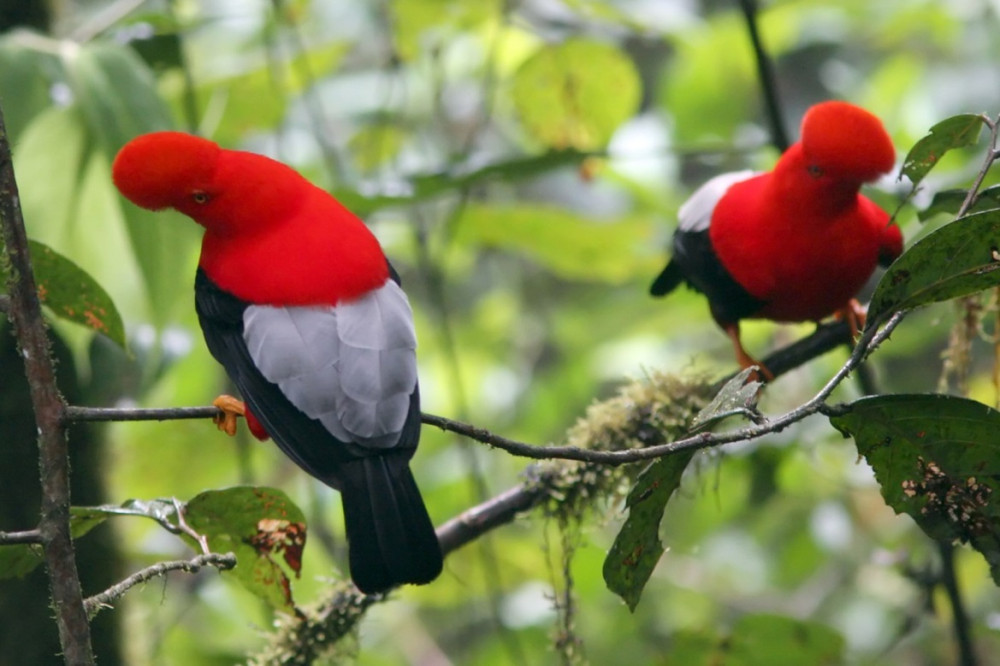 Private Mindo Cloud Forest Tour | Nature, Birds & Chocolate Experience