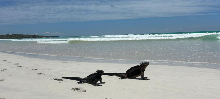 Premium Galápagos Island Hopping Tour | 9-Day Custom Experience
