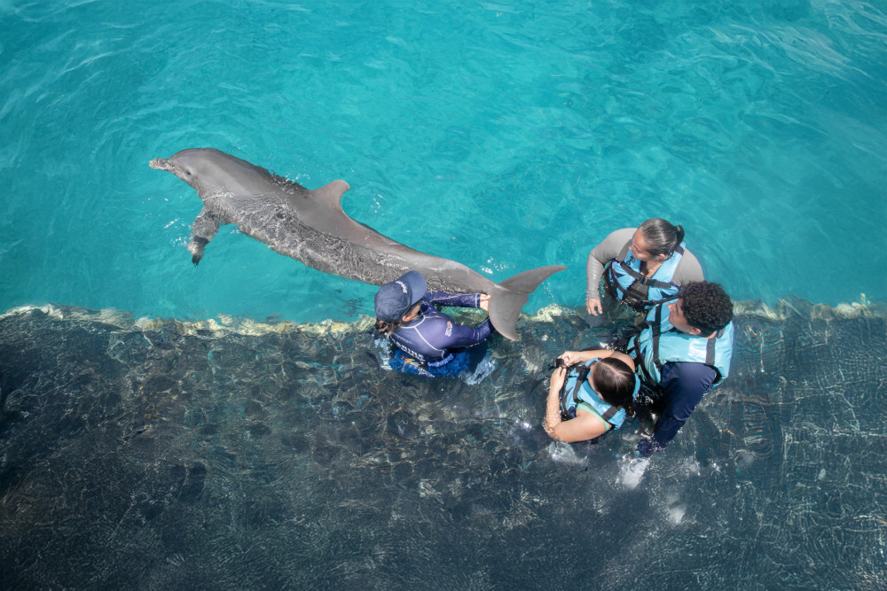 Dolphin Connection Cozumel