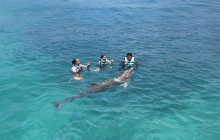 Dolphin Discovery7