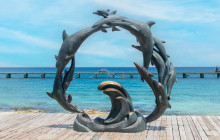 Dolphin Discovery7