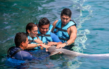Dolphin Discovery8