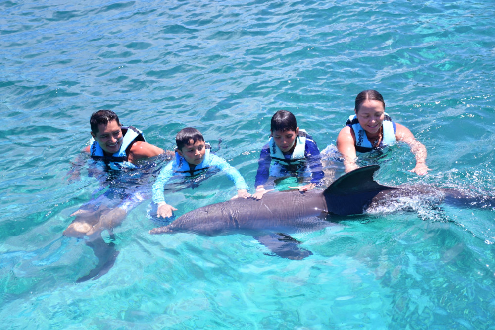 Dolphin Discovery