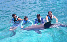 Dolphin Discovery9