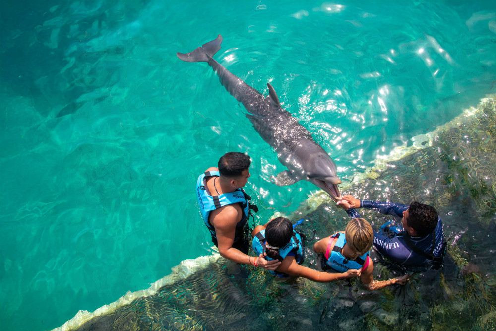 Dolphin Connection: Isla Mujeres