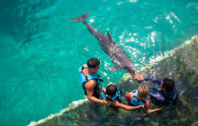 Dolphin Discovery1