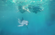 Dolphin Discovery2