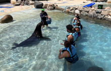 Dolphin Discovery4