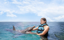 Dolphin Discovery6