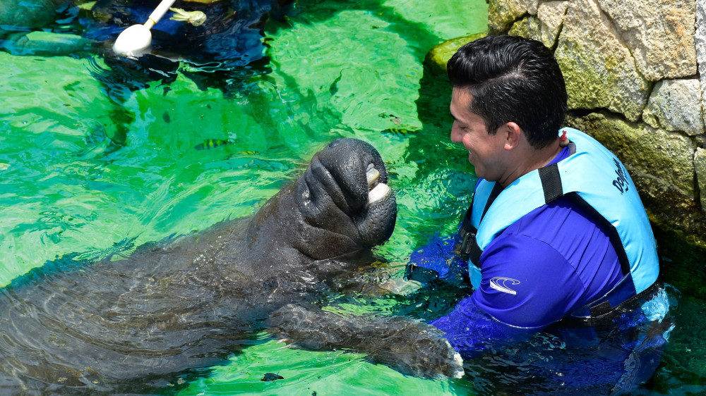 Manatee Encounter and buffet lunch At Dolphin Discovery Puerto Aventuras