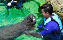 Dolphin Discovery1