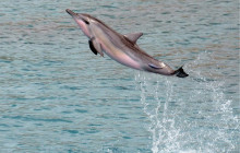 Malama Tours22
