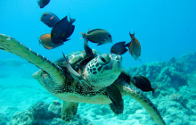 Ocean Joy Cruises30