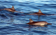 Ocean Joy Cruises23