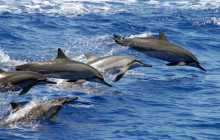 Ocean Joy Cruises26