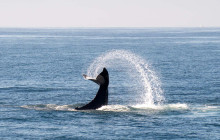 Mike's Fishing & Tours15