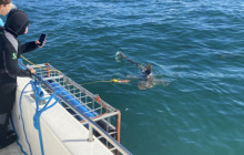Shark Explorers2