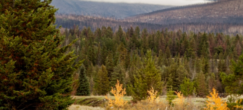 Wildlife of Jasper and The Ecology of Fire