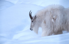 Arctic Range Adventure7