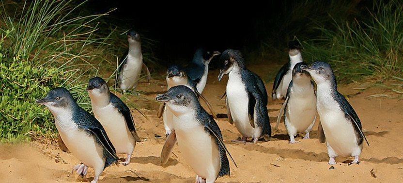 Phillip Island Golden Hour Penguin Express Tour With Penguin Plus
