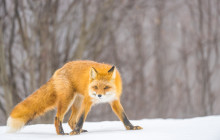 Alaska Photo Treks2