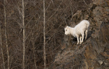 Alaska Photo Treks8