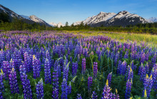 Alaska Photo Treks8