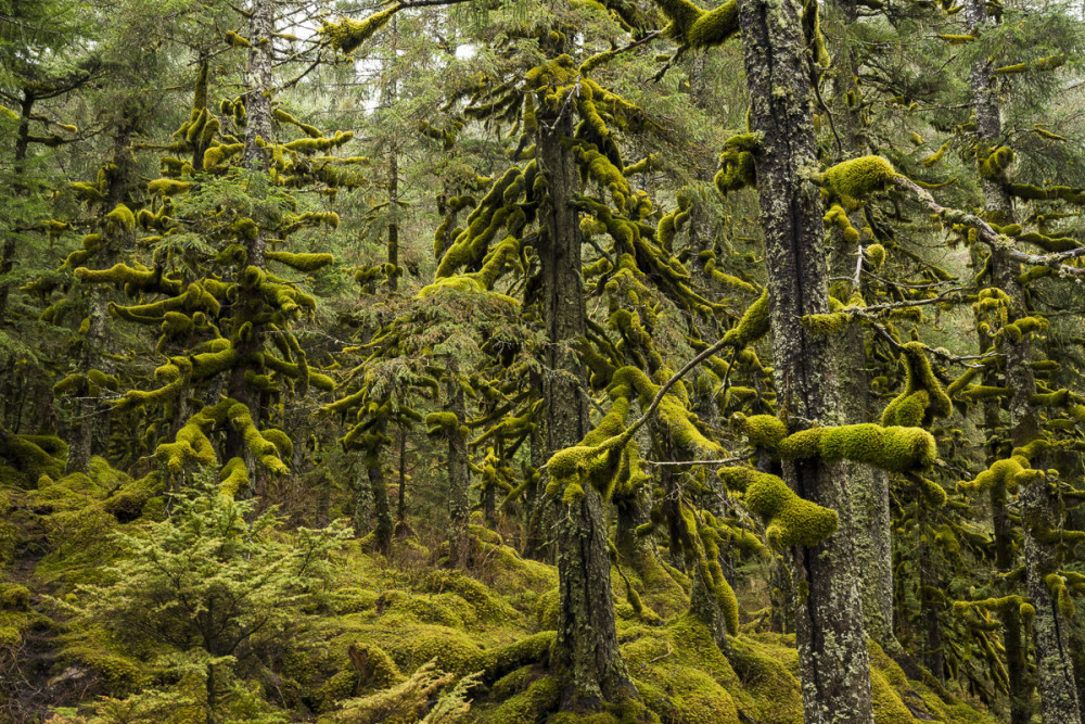 Alaska Photo Treks