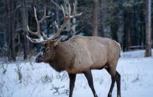 Wild Northern Journey2
