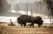 Wild Northern Journey2