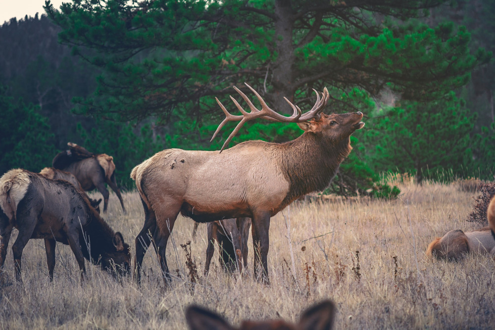 3 National Parks 1 Epic Day Small-Group Tour: Banff, Yoho & Kootenay