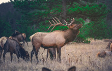 Wild Northern Journey4