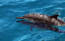 Malama Tours18