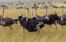 Jossec Tours and Safaris9