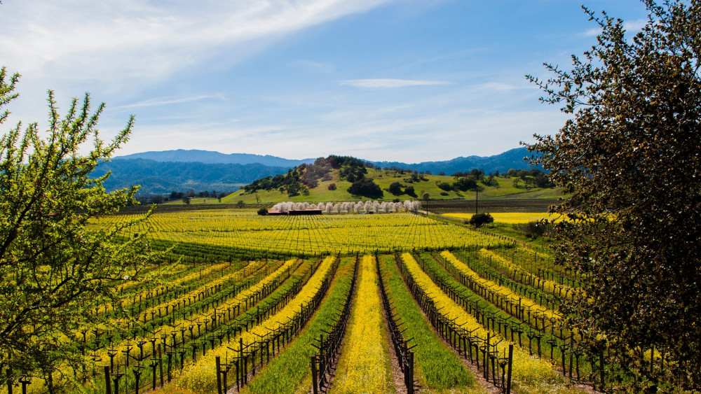 Beau Wine Tours