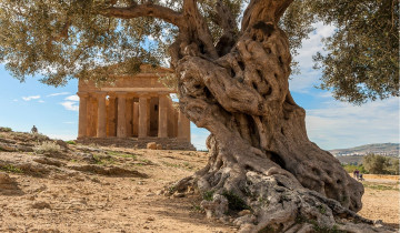 A picture of The Sicilian Thread: An 8-Day Journey Through History & Culture