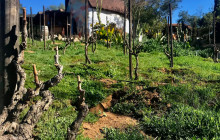 The Wine Route4