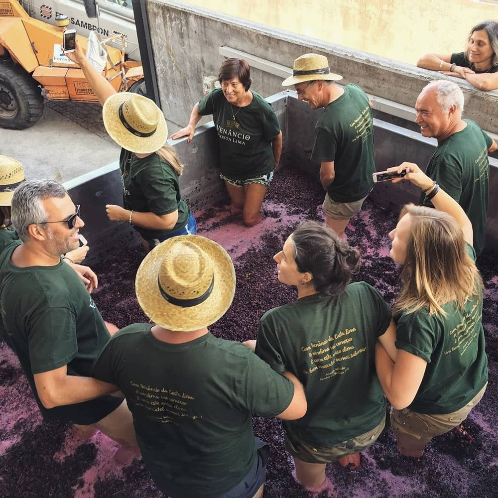 Grape Harvest Experience with Lunch in Lisbon